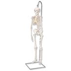 Mini model ľudskej kostry - 1000040B3