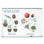 Magnetický, životný cyklus rastlín - LER6045