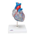 Model srdca s obehovým systémom - 1019311B3