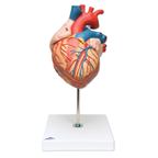 Model ľudského srdca - 1000268B3