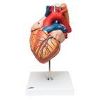 Model ľudského srdca 5 dielny - 1000269B3