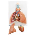 Model pľúc s hrtanom a srdcom - 1001243B3