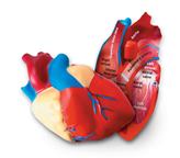 Gumený model srdca (2 časti) - LER1902