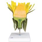 Kvet púpavy lekárskej (Taraxum officinale) - 1000532B3