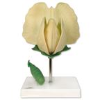 Kvet hrachu siateho (Pisum sativum) - 1000535B3