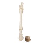 Model kostry konskej nohy - 1021051B3