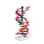 Model pravotočivej DNA (12 vrstiev) - 1005298B3