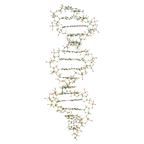 Závesný DNA model - 1005301B3