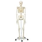 Model ľudskej kostry "Stan" - 1020171B3