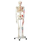 Model ľudskej kostry a svalové označenie "Max" - 1020173B3