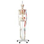 Model ľudskej kostry a svalové označenie "Max" - 1020174B3