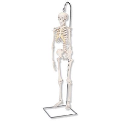 Mini model ľudskej kostry - 1000040B3