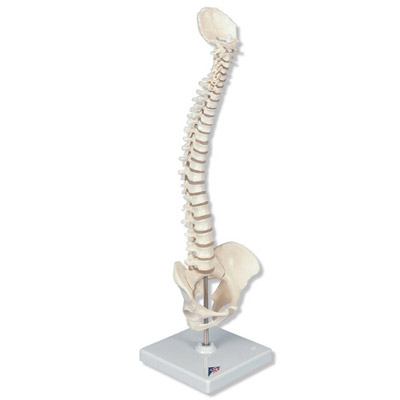 Mini model ľudskej chrbtice - 1000042B3
