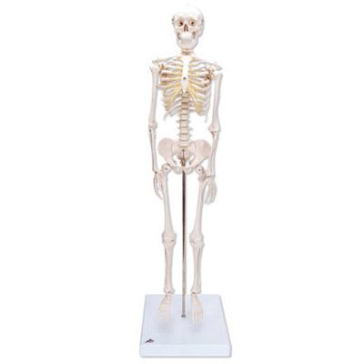 Mini model ľudskej kostry - 1000039B3