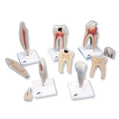Modely zubov "Klasik" - 1017588B3