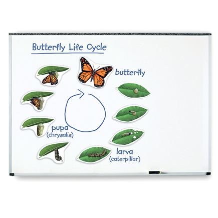 Magnetický, životný cyklus motýľa - LER6043