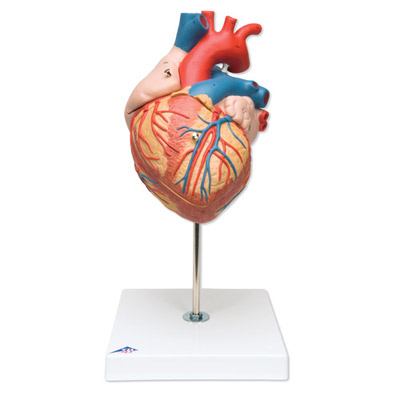 Model ľudského srdca - 1000268B3