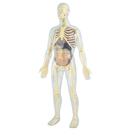 Anatómia človeka – 99060M