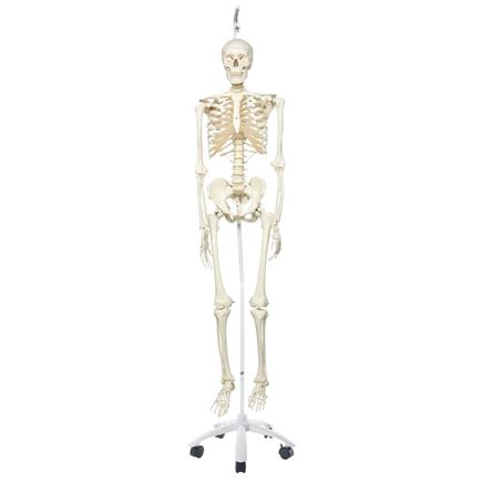 Model ľudskej kostry "Stan" - 1020172B3