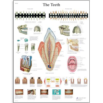 Obraz ľudských zubov - 1001510B3
