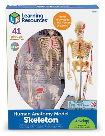 Model kostry človeka (mini) - LER3337