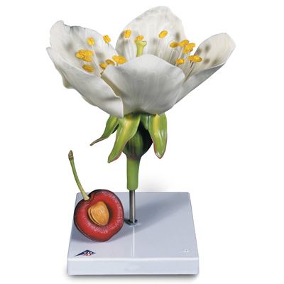Kvet čerešne s plodom (Prunus Avium) - 1020125B3
