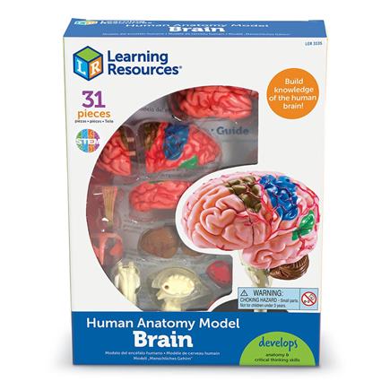 Anatomický model mozgu - LER3335