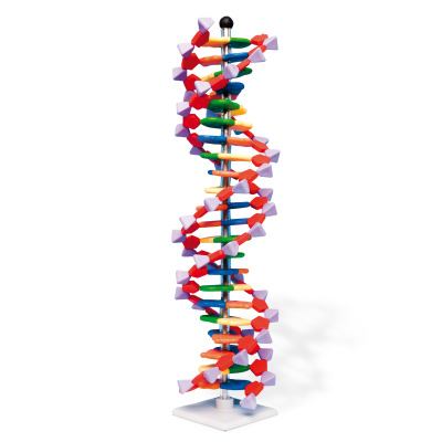 Model pravotočivej DNA (22 vrstiev) - 1005297B3